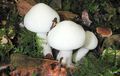 Hygrophorus cossus